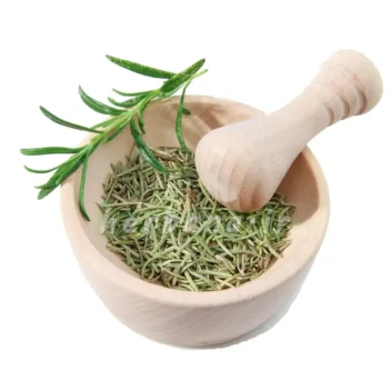 گیاه رزماری خشک شده در کاسهبه همراه یک شاخه رزماری سبز